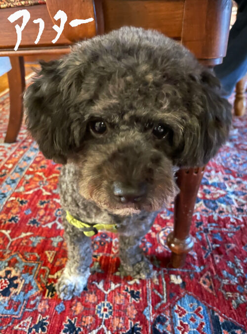 2025-11-18-teddybearcut5