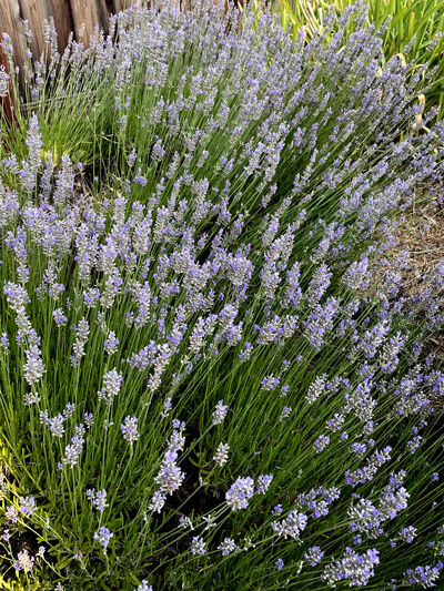 2024-07-09-lavender1