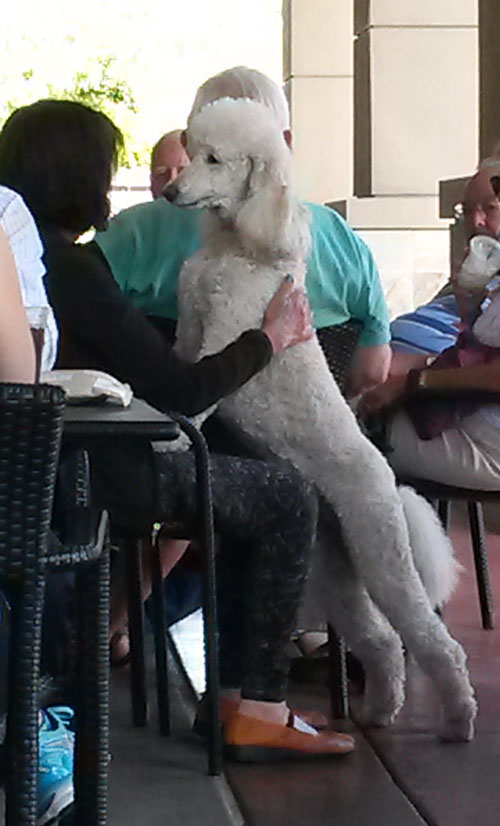 2016-07-13-poodle7