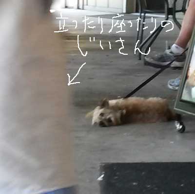 2014-07-12-dog4