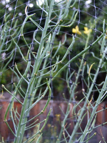 2013-04-21-kaleseeds