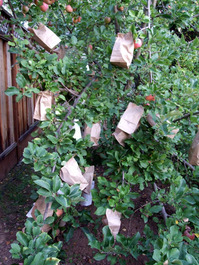 2011_10_20_bags2