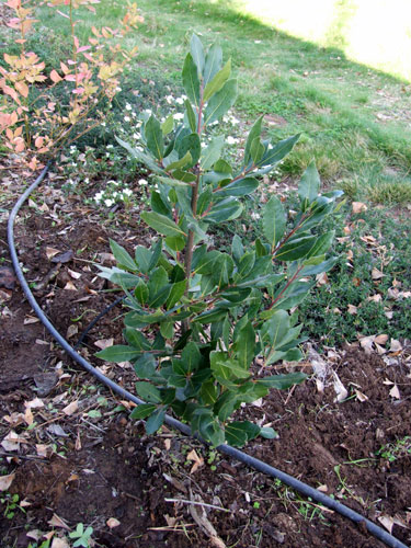 2011_01_10_bayleaves