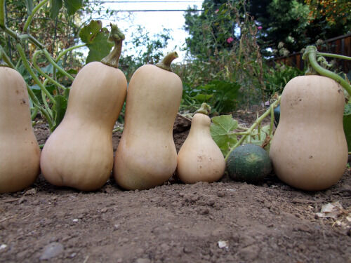 2026-07-20-buttersquash10