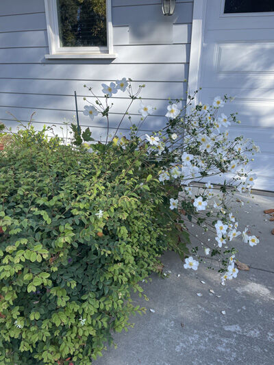2023-10-02-anemone1