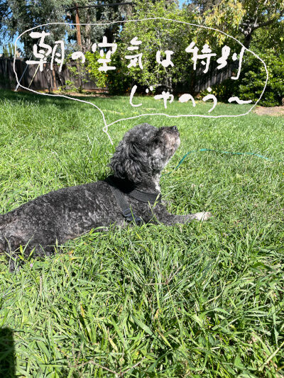 2026-04-19-oreo2