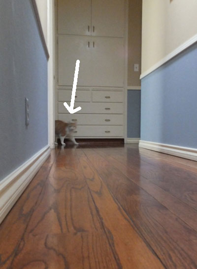 2017-12-22-cat1