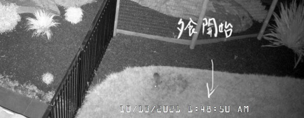 2021-10-19-rabbit4