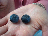 ľ��1.5cm