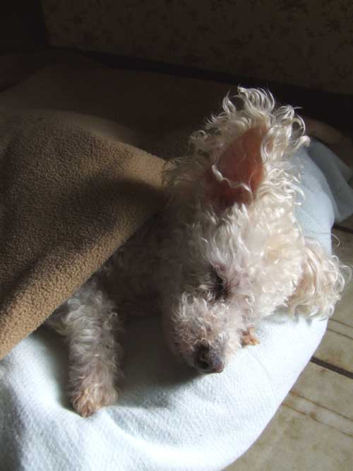 2018-03-07-dog3