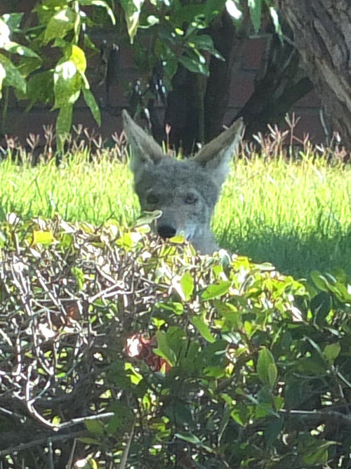 2019-08-02-coyote3