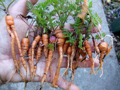 2012_03_18_carrots_small