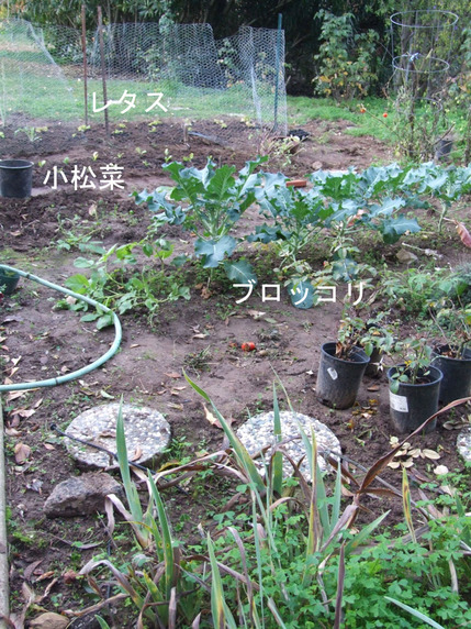 2012-12-18-broccolli4