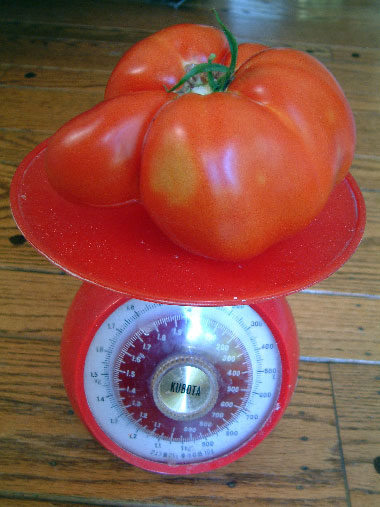 Ace Tomato