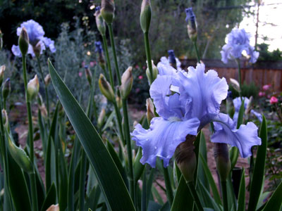 2013-04-30-iris2