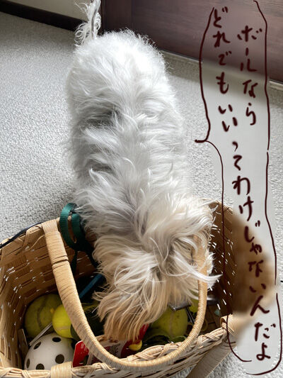 2023-09-15-rasta2