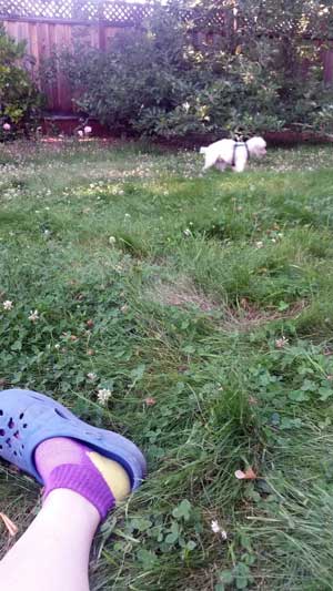 2014-07-17-weeds