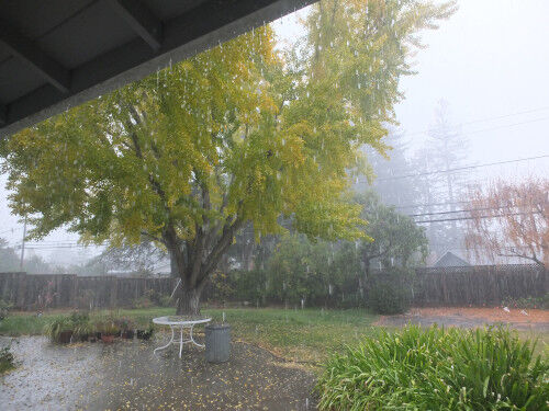 2024-11-11-rain1