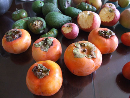 2011_11_16_persiomons