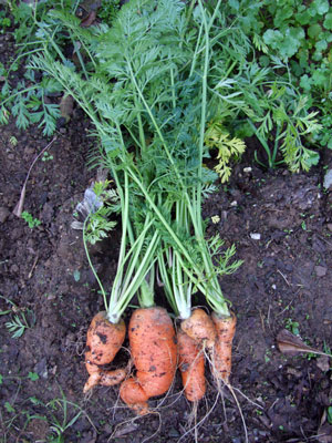 2011_01_24_carrots