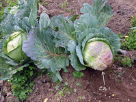 2011_04_09_cabbage1