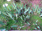 2010_04_03_iris