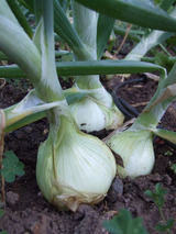 2010_08_05_3onions
