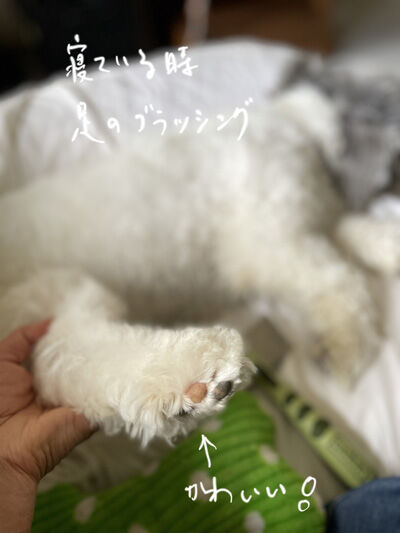 2024-06-27-charlie1