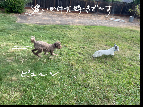 2024-08-19-dogs1