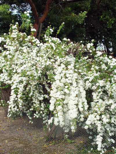 2019-04-07-flowers1