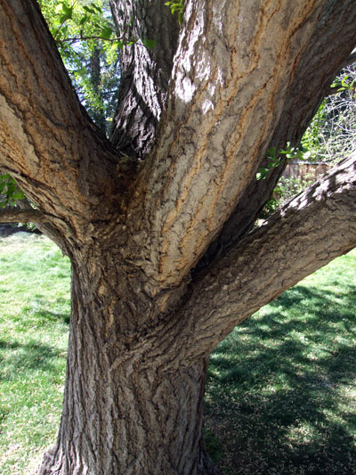 2015-04-13-tree2