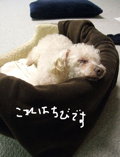 2019-11-25-chibi1
