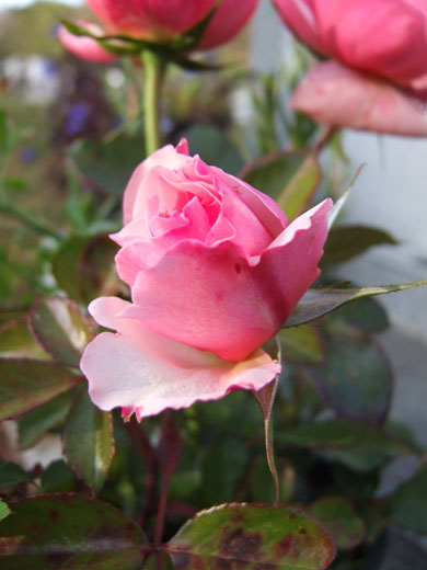 2011_12_19_flowers