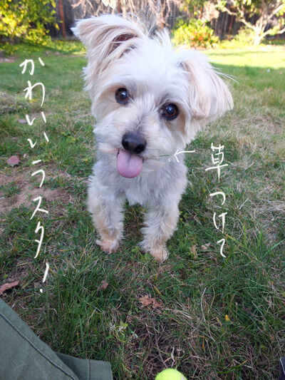 2021-04-13-rasta4