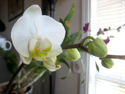 2013-04-22-orchid2