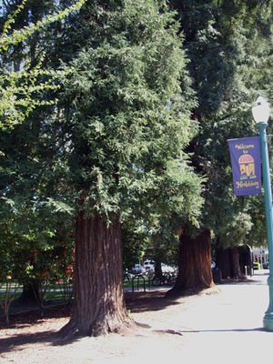 2012_05_01-redwood