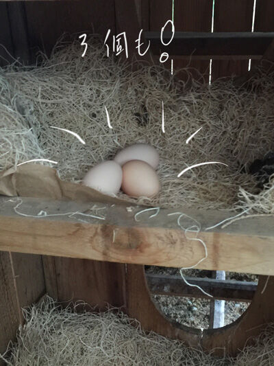 2021-08-13-hen2jpg