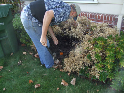2012-09-17-deadbush
