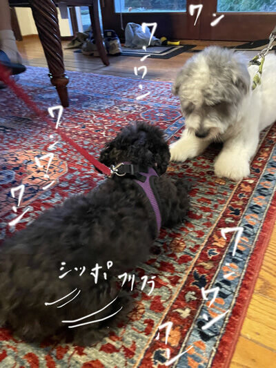 2024-06-30-dogs2