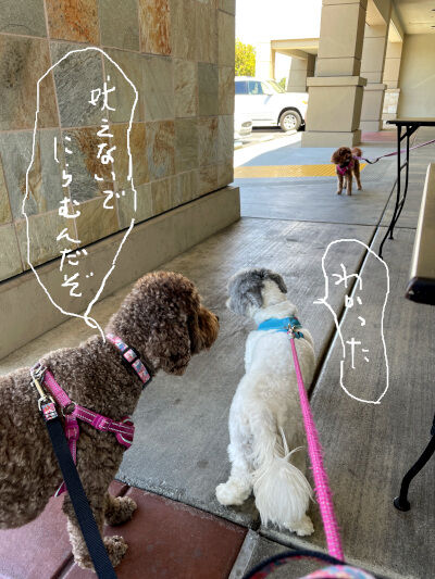 2024-08-12-dogs1