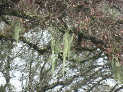 2010_02_02_fishunet1