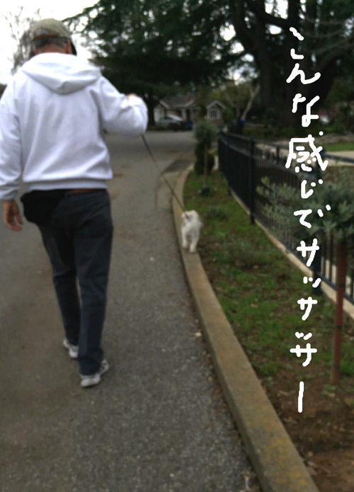 2019-03-06-rasta2