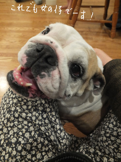 2018-12-25-dog3