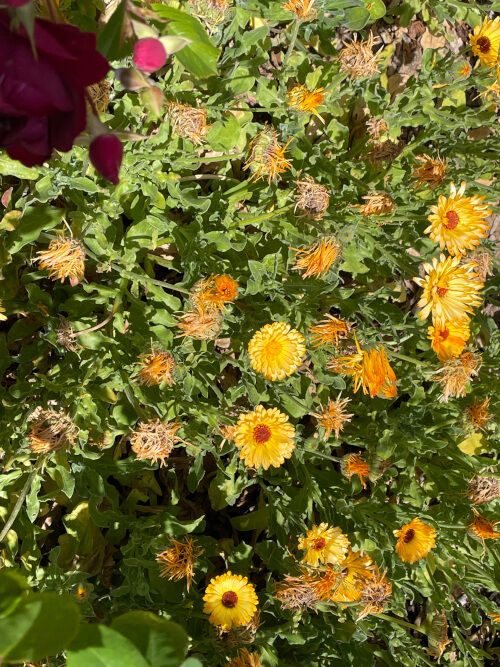2025-06-13-meadow3