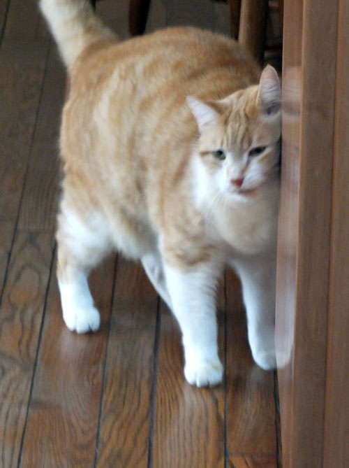 2017-12-27-cat2