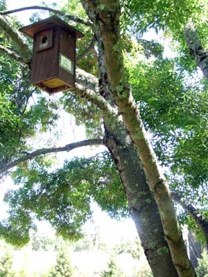 2014-05-11-birdnesst