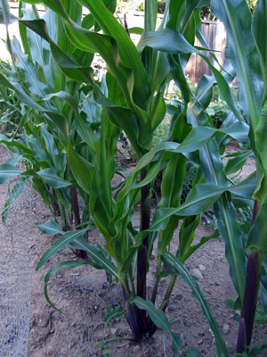 2013-06-15-corn4