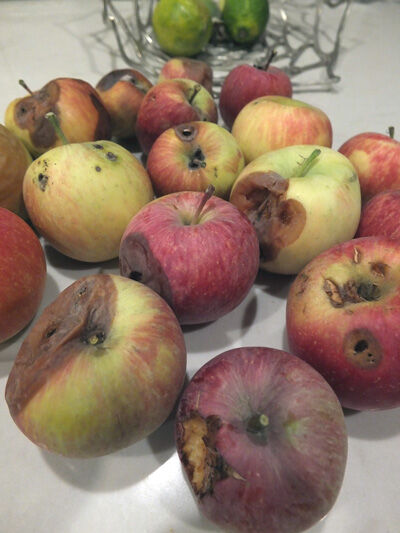 2023-11-19-apples3