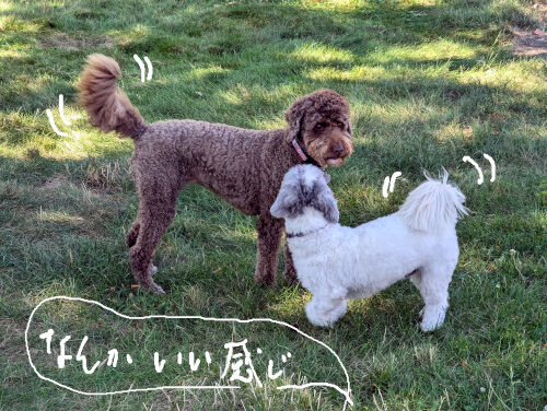 2024-09-19-dogs1
