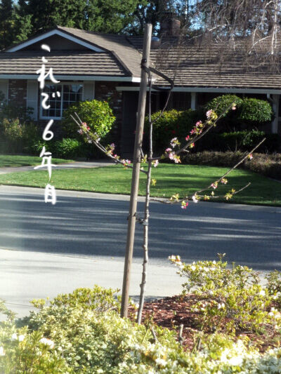 2023-03-24-yard6